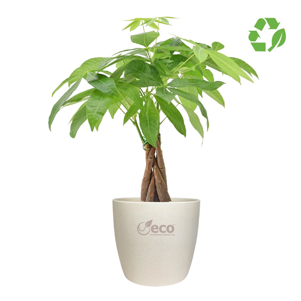 USA Grown Desk Plant with Recycled Pot | 4" | One Piece Minimum