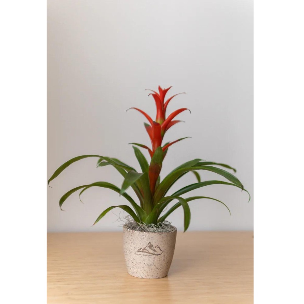 USA Grown Desk Plant with Recycled Pot | 4" | One Piece Minimum