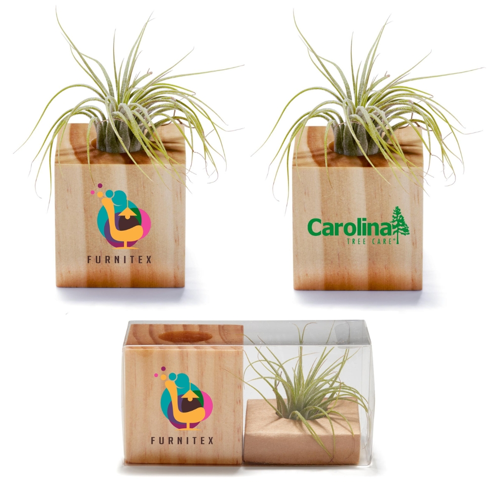 Air Plant Cube | Easy Care | USA Made