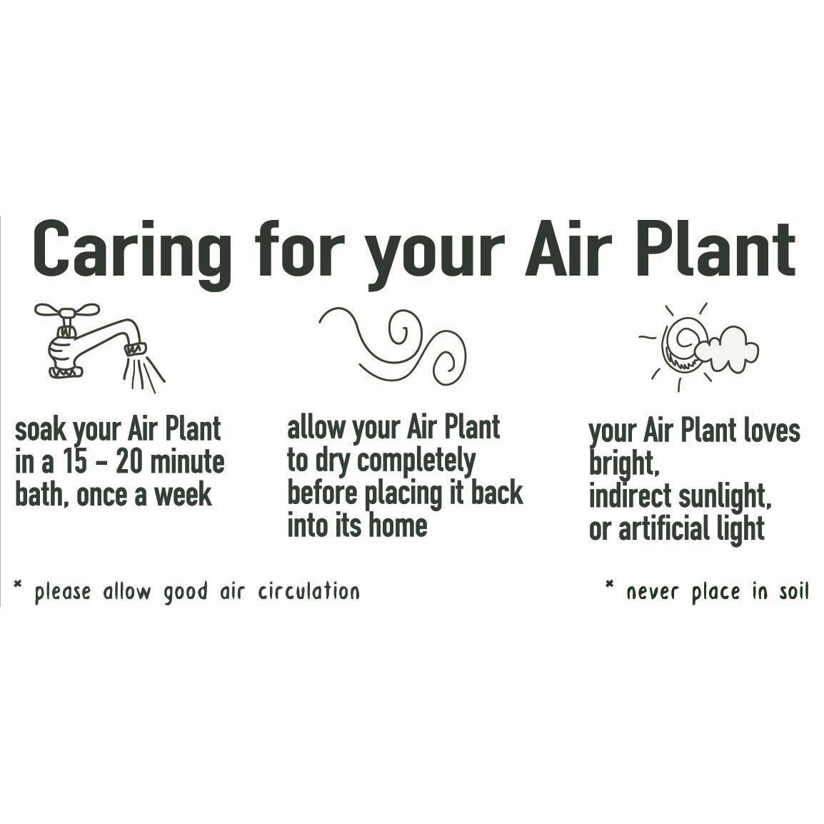 Air plant care instructions