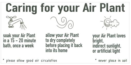 Air plant care instructions