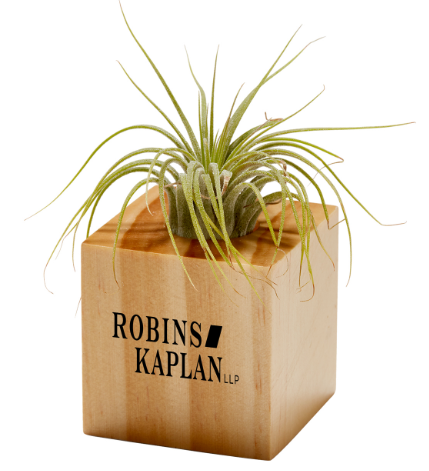 Air Plant | Easy Care Indoor Plant