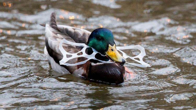 Duck with a six-pack ring stuck around his neck | Armando L. Sanchez/Chicago Tribune