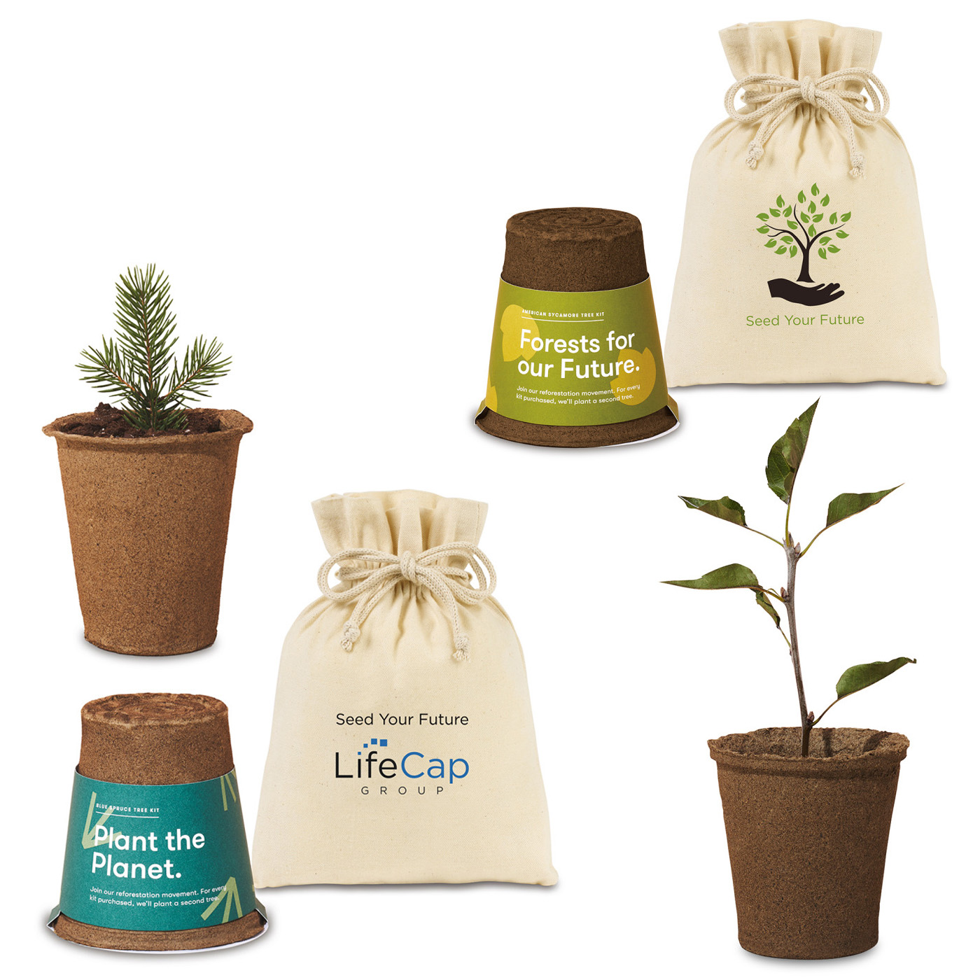 Tree grow kit with tree seedling and pot