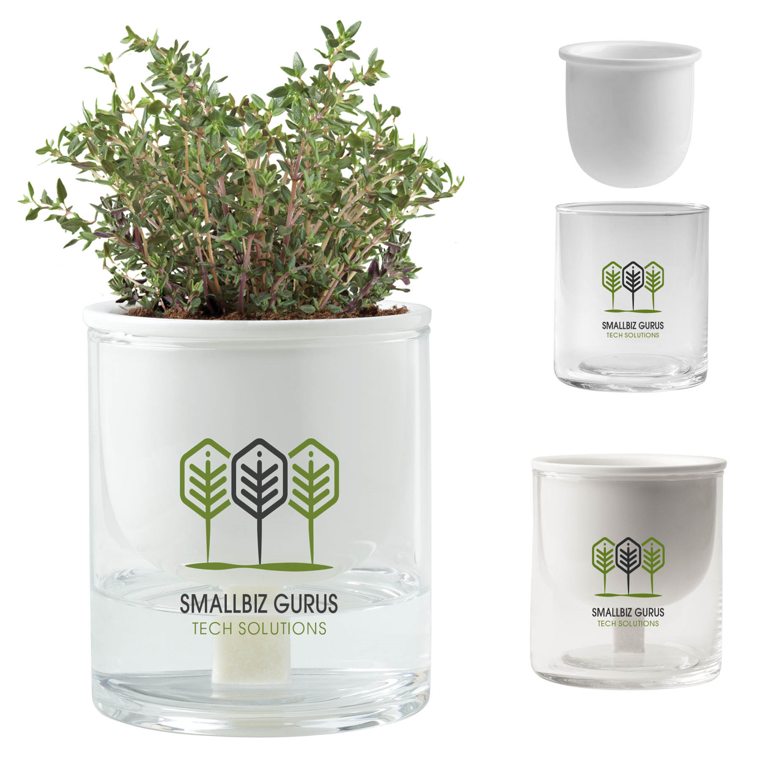 plant in transparent container with custom branding