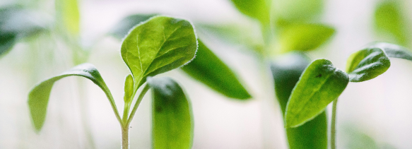 green plants sprouting